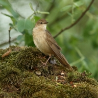 Brzęczka - Locustella luscinioides - Savi's Warbler