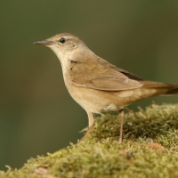 Brzęczka - Locustella luscinioides - Savi's Warbler