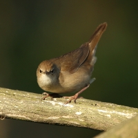 Brzęczka - Locustella luscinioides - Savi's Warbler
