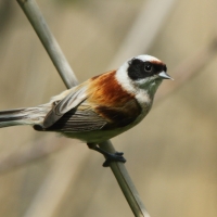 Remiz - Remiz pendulinus - Eurasian Penduline
