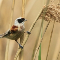 Remiz - Remiz pendulinus - Eurasian Penduline