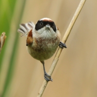 Remiz - Remiz pendulinus - Eurasian Penduline