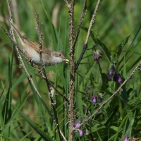 Cierniówka - Sylvia communis - Common Whitethroat