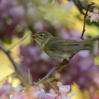 Piecuszek - Phylloscopus trochilus - Willow Warbler