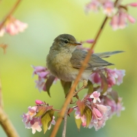 Piecuszek - Phylloscopus trochilus - Willow Warbler