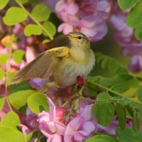 Piecuszek - Phylloscopus trochilus - Willow Warbler