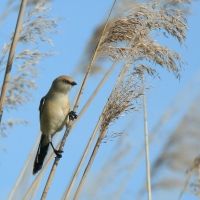 Wąsatka - Panurus biarmicus - Bearded Reedling