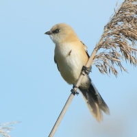 Wąsatka - Panurus biarmicus - Bearded Reedling