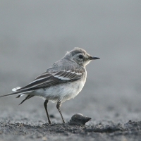Pliszka siwa - Motacilla alba - White Wagtail