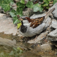 Wróbel - Passer domesticus - House Sparrow