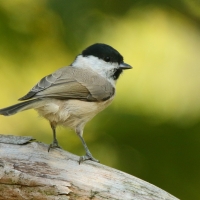 Sikora uboga - Poecile palustris - Marsh Tit