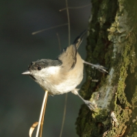 Sikora uboga - Poecile palustris - Marsh Tit