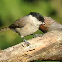 Sikora uboga - Poecile palustris - Marsh Tit
