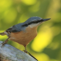 Kowalik - Sitta europaea - Eurasian Nuthatch