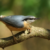 Kowalik - Sitta europaea - Eurasian Nuthatch