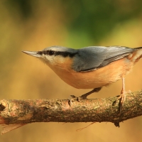 Kowalik - Sitta europaea - Eurasian Nuthatch