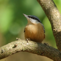 Kowalik - Sitta europaea - Eurasian Nuthatch