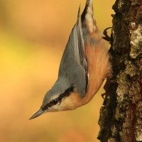 Kowalik - Sitta europaea - Eurasian Nuthatch