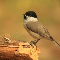 Sikora uboga - Poecile palustris - Marsh Tit