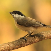 Sikora uboga - Poecile palustris - Marsh Tit