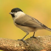 Sikora uboga - Poecile palustris - Marsh Tit