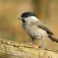 Sikora uboga - Poecile palustris - Marsh Tit