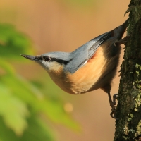 Kowalik - Sitta europaea - Eurasian Nuthatch