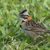 Pasówka obrożna - Zonotrichia capensis - Rufous-collared Sparrow
