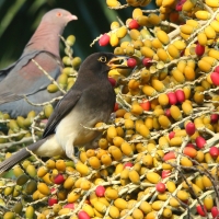 Brązowronka - Psilorhinus morio - Brown Jay
