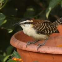 Strzyżyk rdzawokarkowy - Campylorhynchus rufinucha - Rufous-naped Wren
