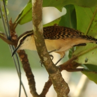 Strzyżyk rdzawokarkowy - Campylorhynchus rufinucha - Rufous-naped Wren