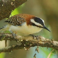 Strzyżyk rdzawokarkowy - Campylorhynchus rufinucha - Rufous-naped Wren