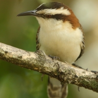 Strzyżyk rdzawokarkowy - Campylorhynchus rufinucha - Rufous-naped Wren