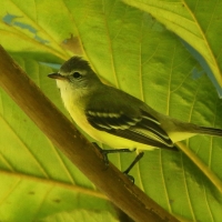 Wireonek żółtogardły - Vireo flavifrons - Yellow-throated Vireo