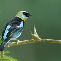 Tangarka modrolica - Stilpnia larvata - Golden-hooded Tanager