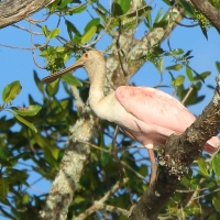 Warzęcha różowa - Platalea ajaja - Roseate Spoonbill