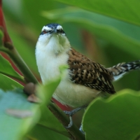 Strzyżyk rdzawokarkowy - Campylorhynchus rufinucha - Rufous-naped Wren