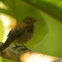 Łuszczyk wielobarwny - Passerina ciris - Painted Bunting