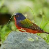 Łuszczyk wielobarwny - Passerina ciris - Painted Bunting