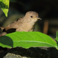 Strzyżyk śpiewny - Troglodytes aedon - House Wren