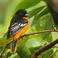 Kacyk północny - Icterus galbula - Baltimore Oriole