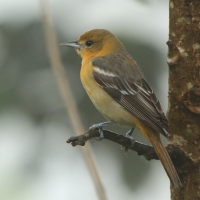 Kacyk północny - Icterus galbula - Baltimore Oriole