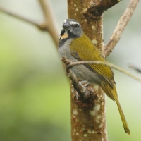 Ziarnołusk płowogardły - Saltator maximus - Buff-throated Saltator