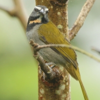 Ziarnołusk płowogardły - Saltator maximus - Buff-throated Saltator