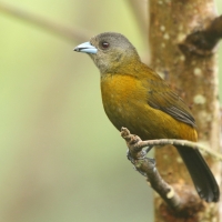 Tapiranga szkarłatno-czarna - Ramphocelus passerinii - Passerini's Tanager