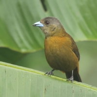 Tapiranga szkarłatno-czarna - Ramphocelus passerinii - Passerini's Tanager