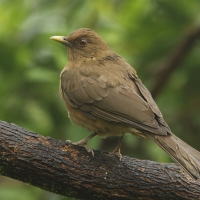 Drozd brązowawy - Turdus grayi - Clay-colored Thrush