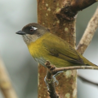 Zieleniec żółtopierśny - Chlorospingus flavopectus- Common Bush Tanager