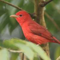 Piranga pąsowa - Piranga rubra - Summer Tanager