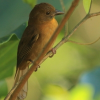 Habia czerwonogardła - Habia fuscicauda - Red-throated Ant Tanager